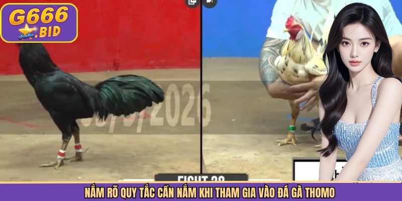 Nắm rõ quy tắc cần nắm khi tham gia vào đá gà Thomo