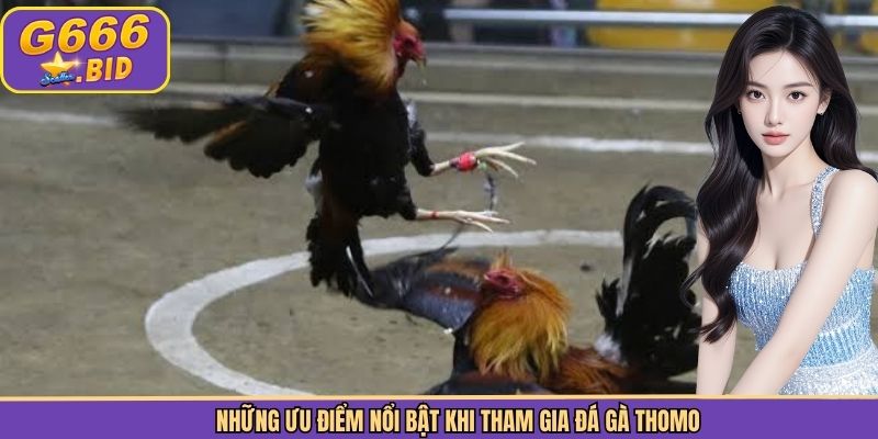 Những ưu điểm nổi bật khi tham gia đá gà Thomo
